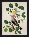 Hoopoe