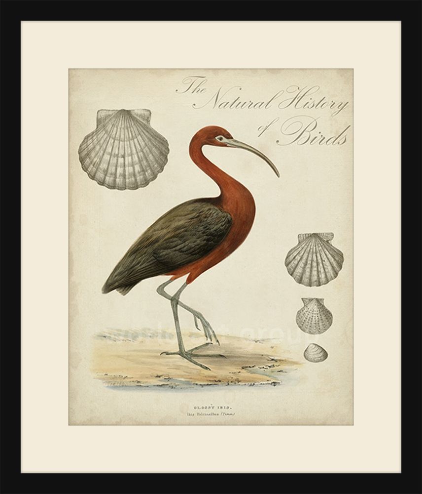 Heron Anthology II