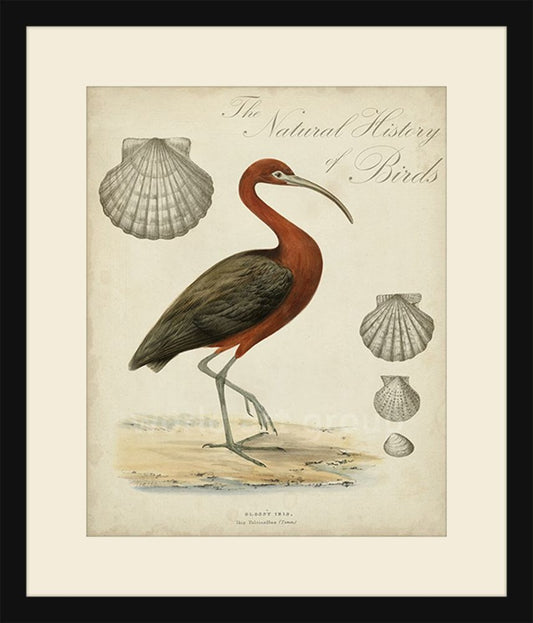 Heron Anthology II