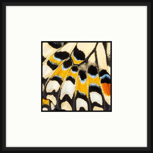 Butterfly Wings I