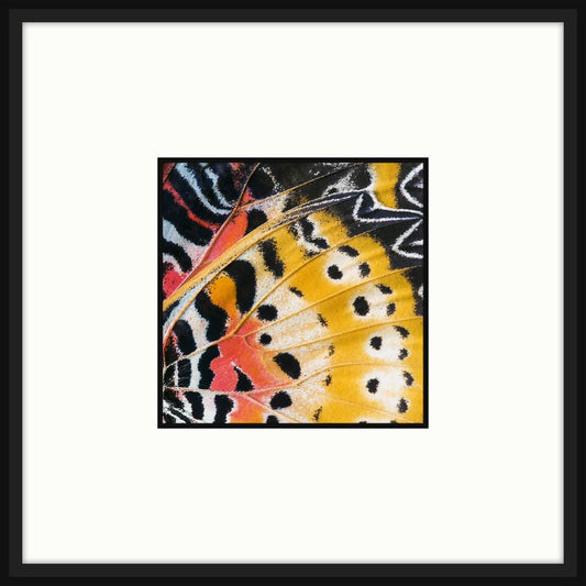 Butterfly Wings III