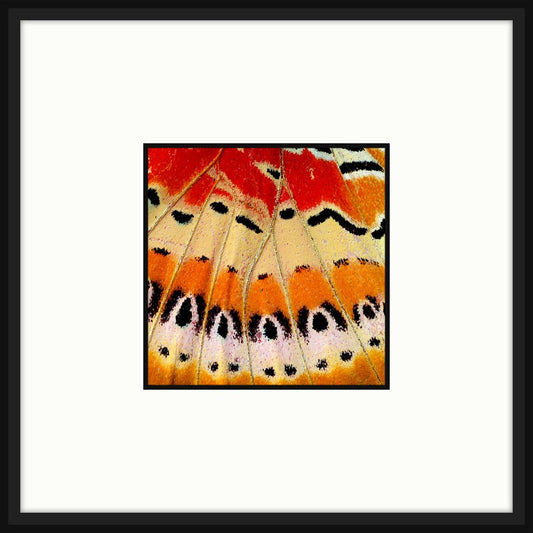 Butterfly Wings VI
