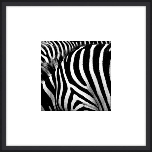 Zebra II