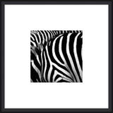 Zebra II
