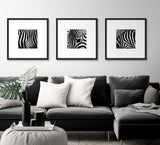 Zebra IV