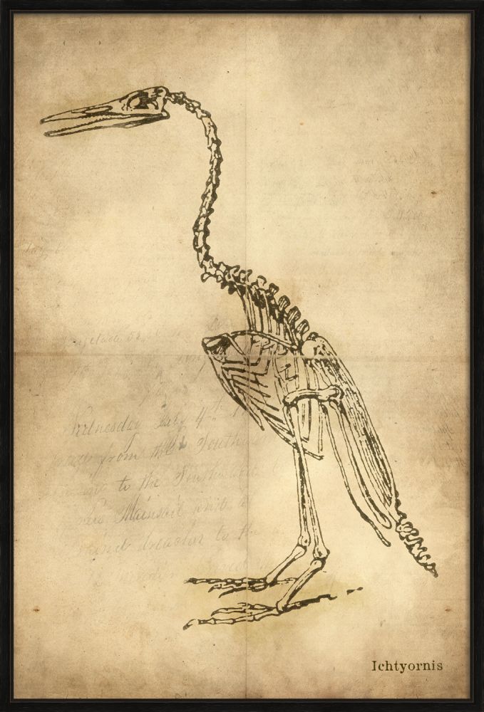 ICHTHYORNIS