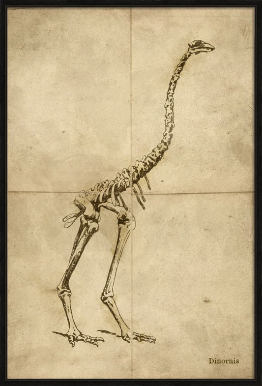 DINORNIZES