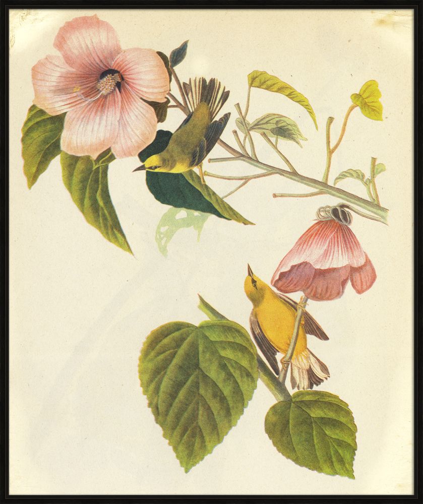 Audubon I