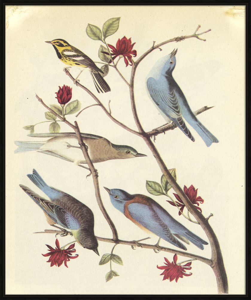 Audubon III