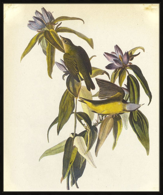 Audubon V