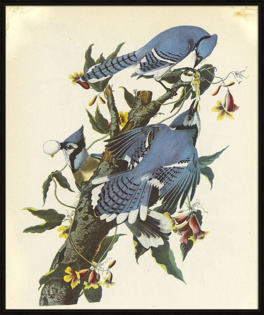 Audubon VI