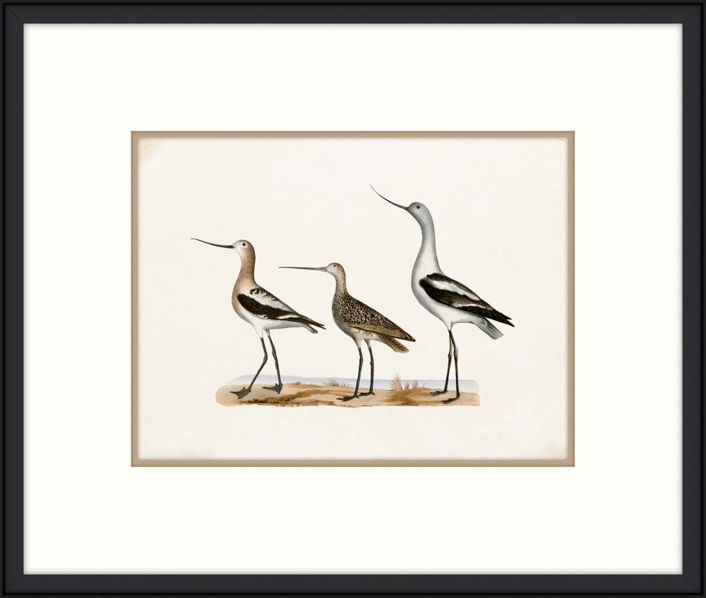 Coastal Birds II