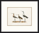 Coastal Birds II