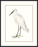 Indian White Heron