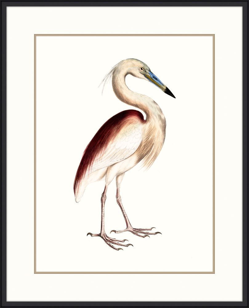 Maroon Backed Heron