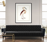 Maroon Backed Heron