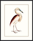 Maroon Backed Heron