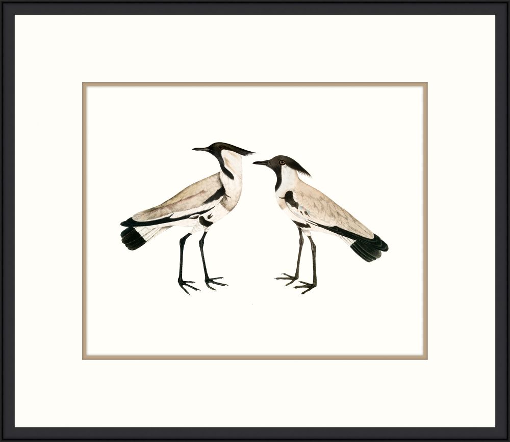 Sea Birds I