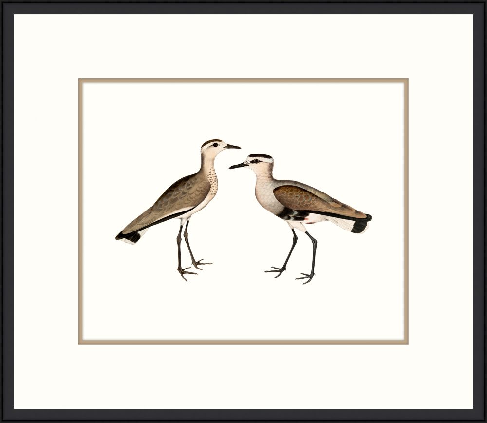 Sea Birds II