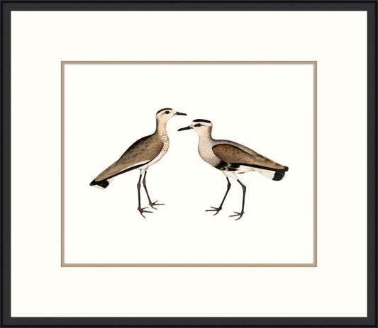 Sea Birds II