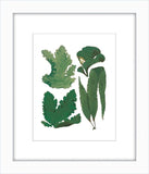 Green Sealife I