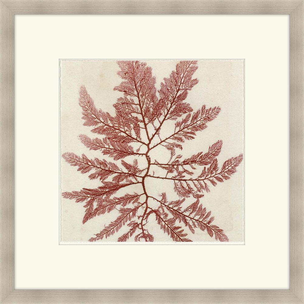 Brilliant Seaweed I