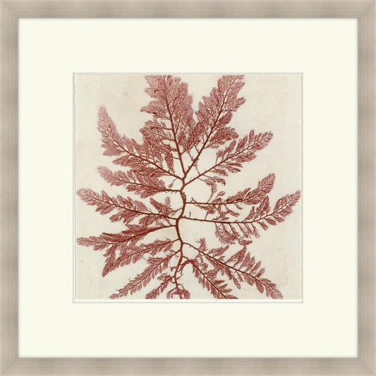 Brilliant Seaweed I