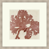 Brilliant Seaweed V