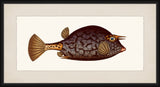 Bloch's Ichtyologie II