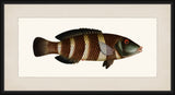 Bloch's Ichtyologie III