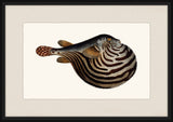 Bloch's Ichtyologie V