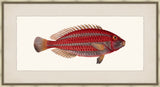 Bloch's Ichtyologie VII