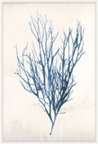 Bradbury Sea Grass VI Blue