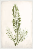 Bradbury Sea Grass III Green