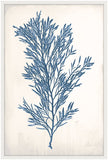 Bradbury Sea Grass II Blue Petite