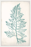 Bradbury Sea Grass I Teal Petite