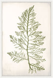 Bradbury Sea Grass I Green Petite