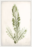 Bradbury Sea Grass III Green Petite