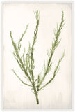 Bradbury Sea Grass IV Green Petite