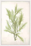 Bradbury Sea Grass V Green Petite