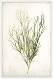 Bradbury Sea Grass VI Green Petite