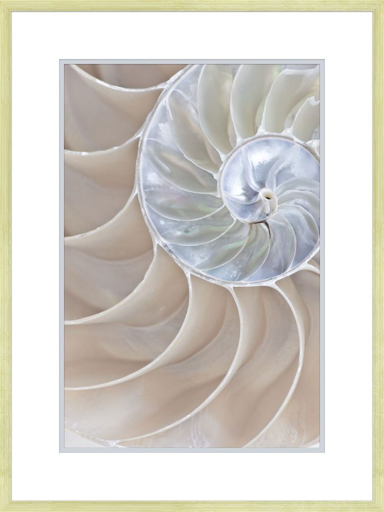 Reflections of Nautilus I