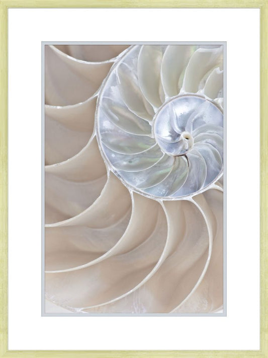 Reflections of Nautilus I