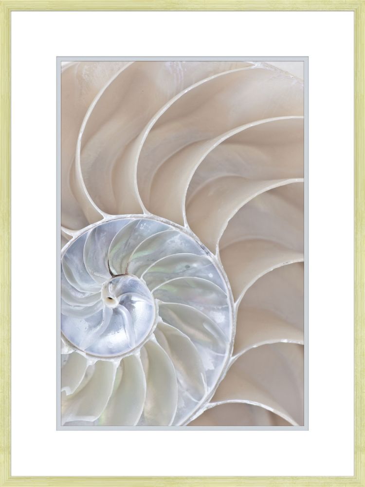 Reflections of Nautilus II