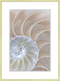 Reflections of Nautilus II