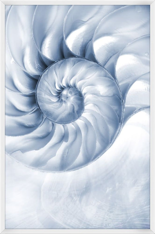 Nautilus Within I