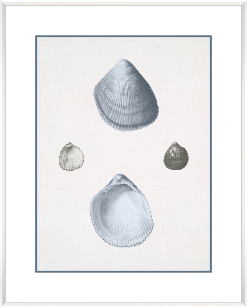 Voyage Coquilles II