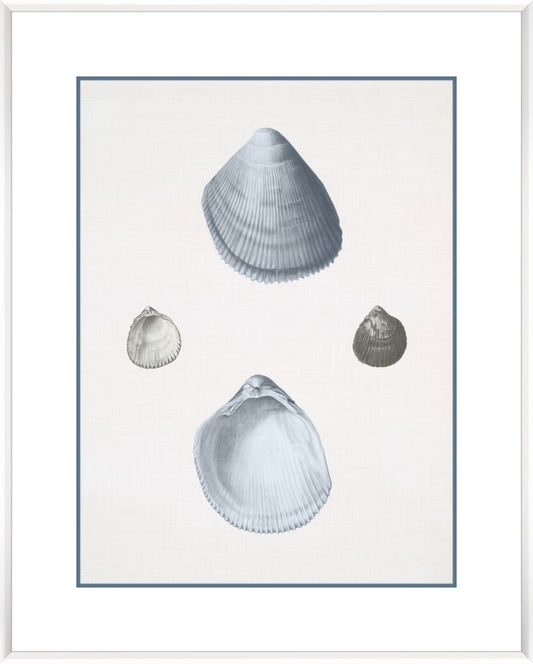 Voyage Coquilles II