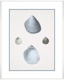 Voyage Coquilles II