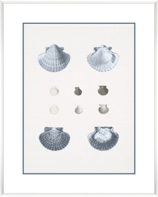Voyage Coquilles III
